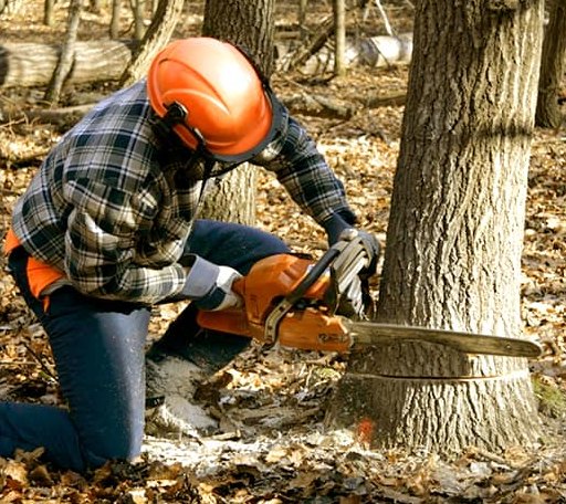 Tree Removal in Albany, IL